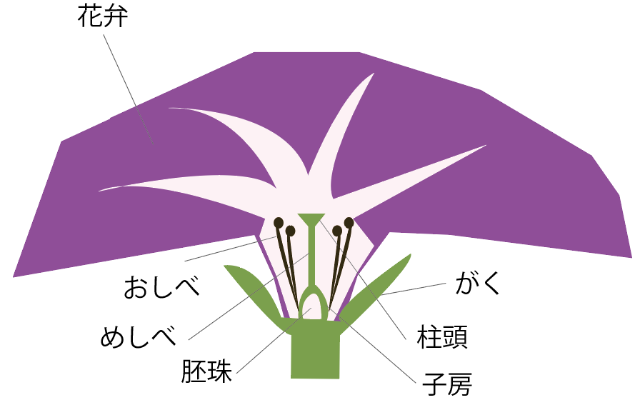 簡単図解 アサガオ 朝顔 の花のつくりの4つの特徴 Qikeru 学びを楽しくわかりやすく