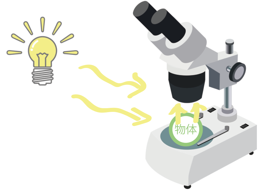 中学理科で使う 顕微鏡の種類と特徴3つのまとめ Qikeru 学びを楽しくわかりやすく
