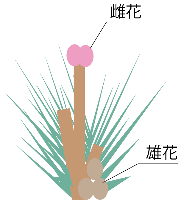 テストに出やすい マツの花のつくりの5つの特徴 Qikeru 学びを楽しくわかりやすく