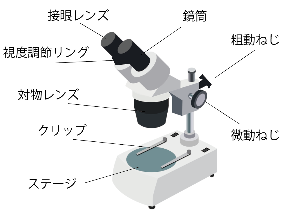 名称 顕微鏡 顕微鏡の使い方を動画と写真で解説