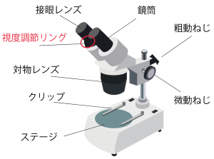 双眼実体顕微鏡　名称