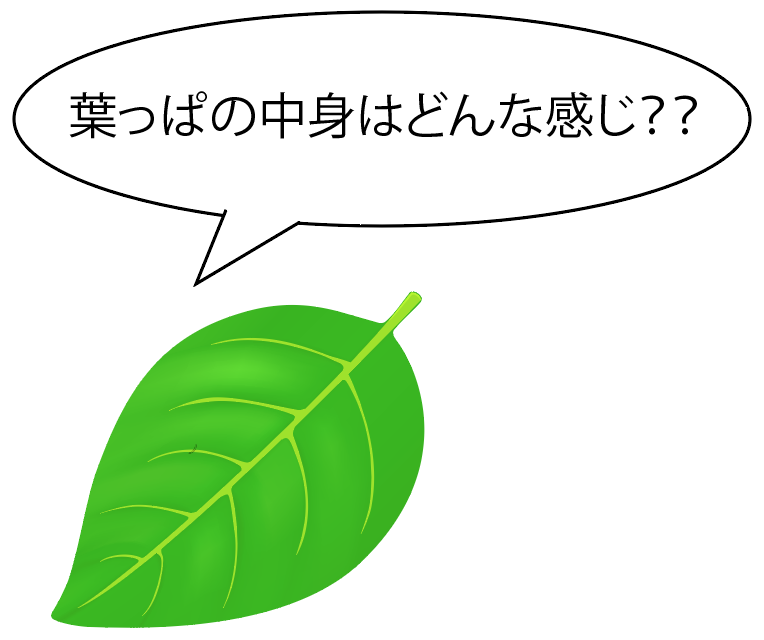 中1理科 3分でわかる 葉のつくり 葉脈 葉緑体 維管束まで Qikeru 学びを楽しくわかりやすく